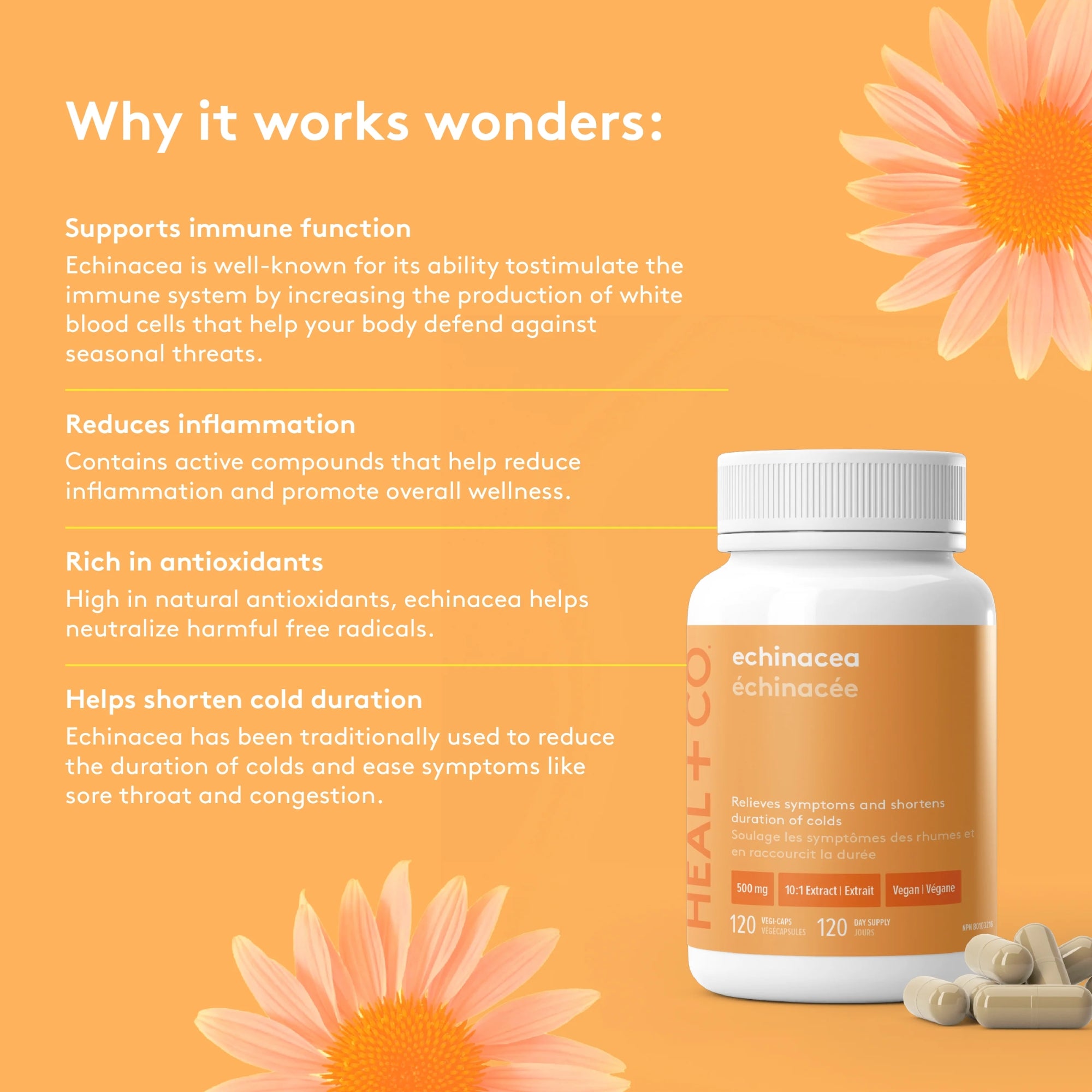 Echinacea 500 mg - 120 capsules