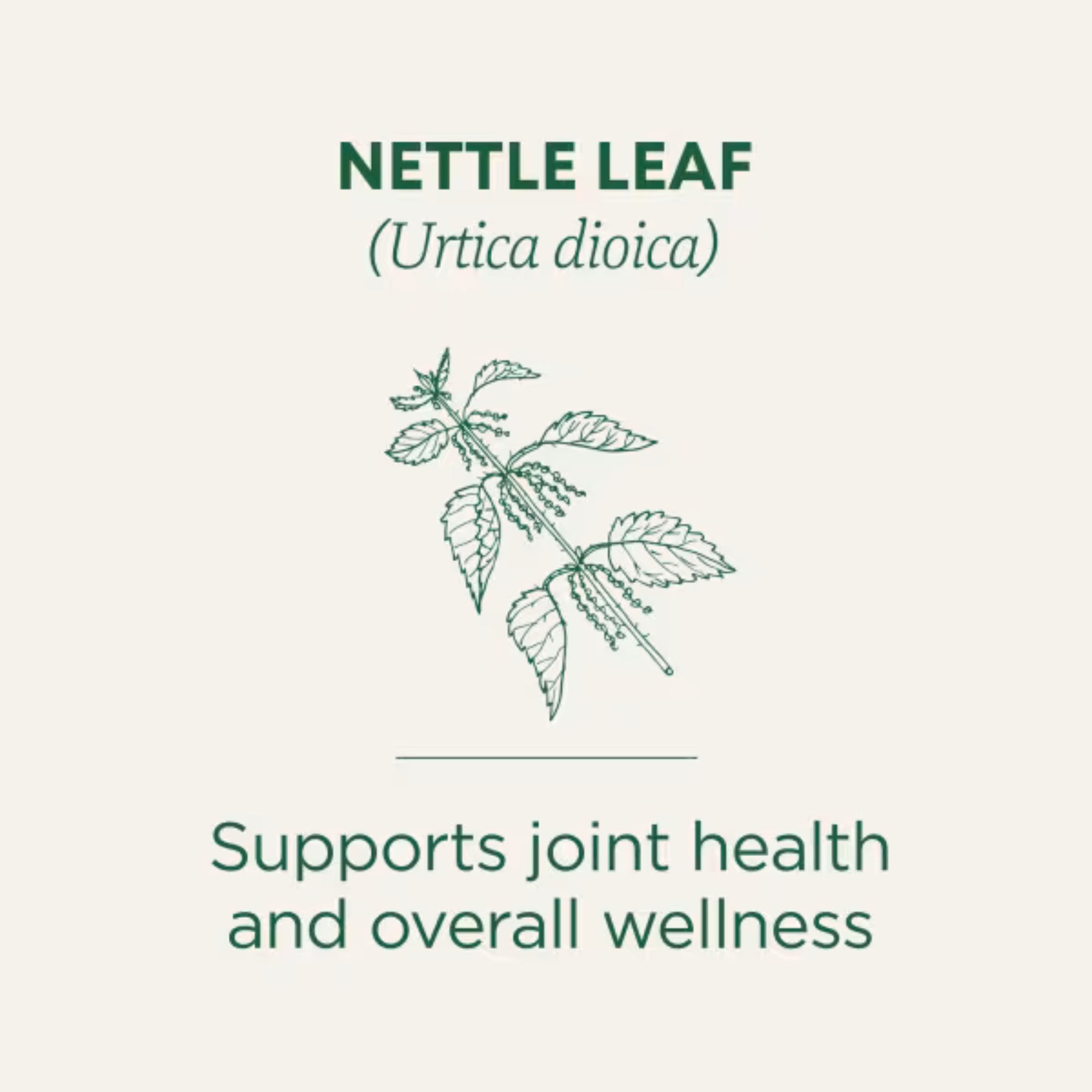 Traditional Medicinals, Organic Nettle Leaf, Caffeine Free, 16 Wrapped Tea Bags, 1.13 oz (32 g)