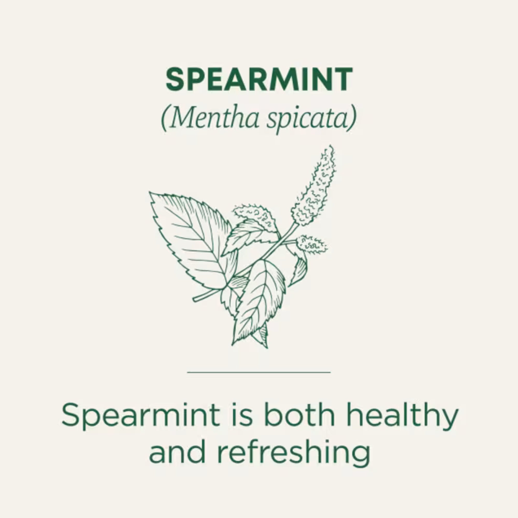 Traditional Medicinals, Organic Spearmint, Caffeine Free, 16 Wrapped Tea Bags, 0.85 oz (24 g)